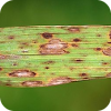 Symptoms of Cochliobolus miyabeanus, the causal agent of brown spot, on rice.