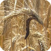 Image of ergot disease on wheat