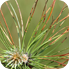 Red band needle blight in pine