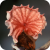 Crinipellis perniciosa mushroom