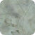 Rhizoctonia solani hyphae magnified 160X