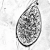 Phytophthora image