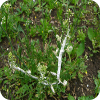 White rust on Capsella bursa-pastoris caused by Albugo candida