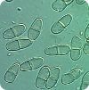 Picture of Nectria haematococca