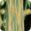 Stripe Rust, caused by Puccinia striiformis, on wheat.