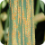 Stripe Rust, caused by Puccinia striiformis, on wheat.